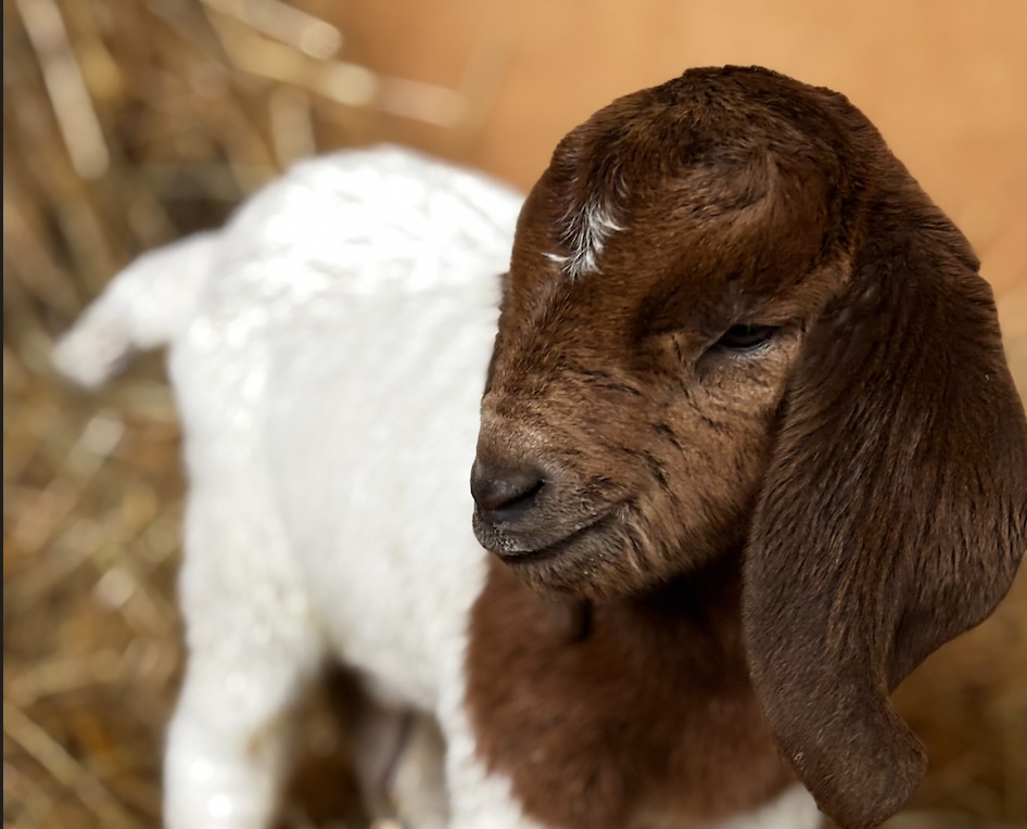 There’s No Such Thing as Generative Engine Optimisation, it's just SEO